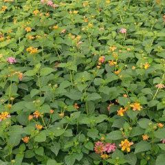 lantana camara seeds 1kg