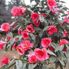 Camellia semiserrata/Camellia reticulata seeds 1kg