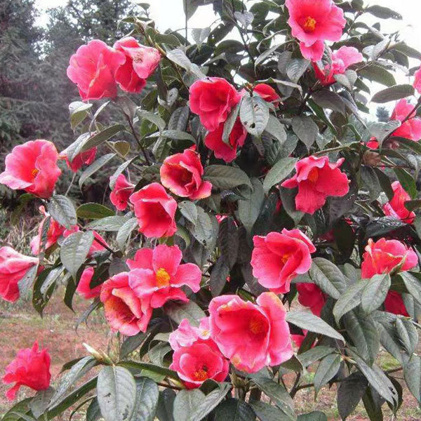 Camellia semiserrata/Camellia reticulata seeds 1kg