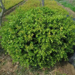 Buxus sinica seeds 1kg