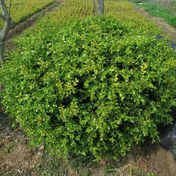 Buxus sinica seeds 1kg