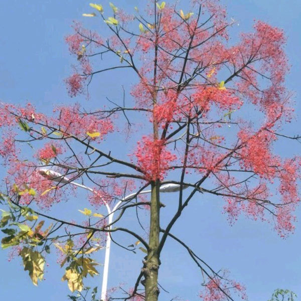 Spathodea campanulata/Chinese falme tree seeds 1kg