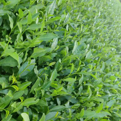 Camellia sinensis/Green tea seeds 1kg