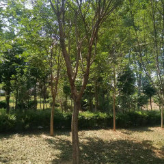 Chionanthus retusus seeds 1kg