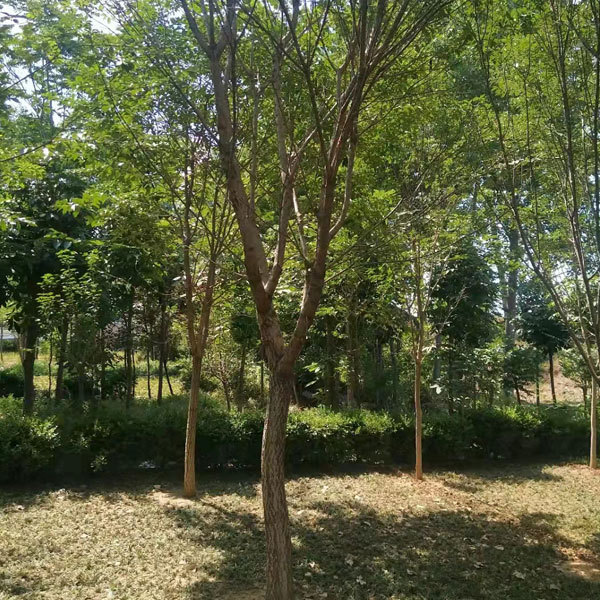 Chionanthus retusus seeds 1kg