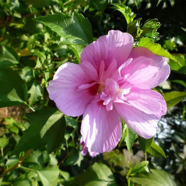 Hibiscus syriacus seeds 1kg