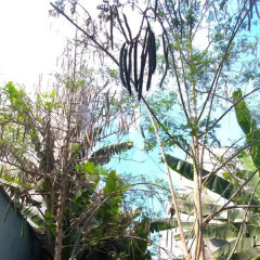 moringa oleifera seeds 1kg