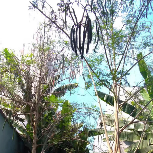 moringa oleifera seeds 1kg