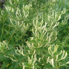Lonicera japonica/honeysuckle seeds 1kg
