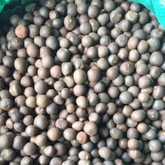 Camellia sinensis/Green tea seeds 1kg