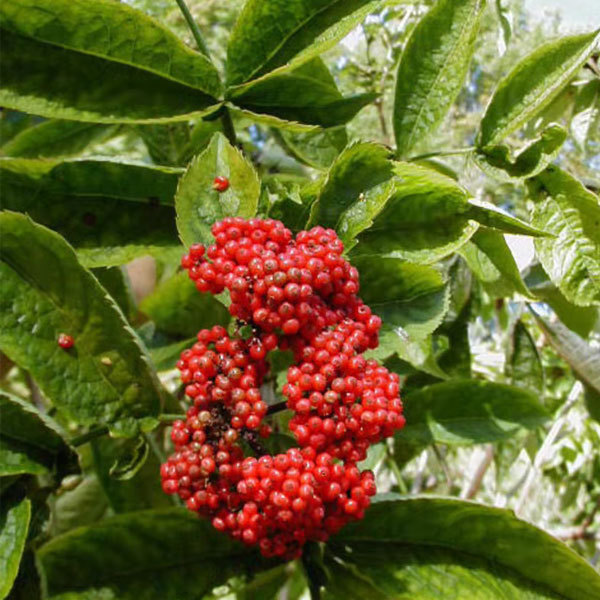 Elderberry/Sambucus williamsii seeds 1kg