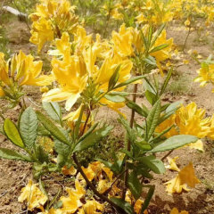 Rhododendron simsii seeds 1kg