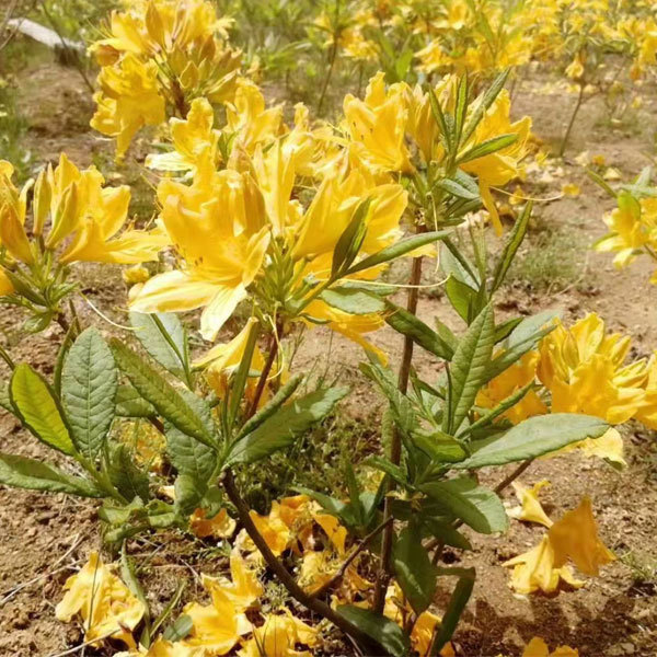 Rhododendron simsii seeds 1kg