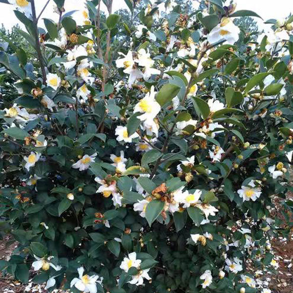 Camellia oleosa/White camellia seeds 1kg