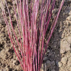 Swida alba seeds 1kg