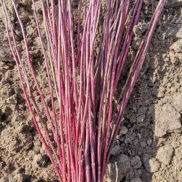 Swida alba seeds 1kg