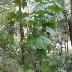 Mytilaria laosensis seeds 1kg