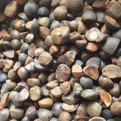 Camellia oleosa/White camellia seeds 1kg