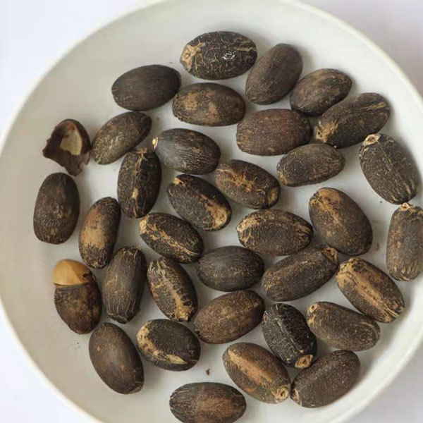 Jatropha curcas seeds 1kg