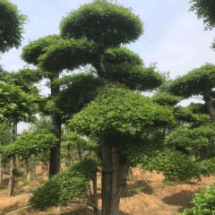 Ligustrum obtusifolium seeds 1kg