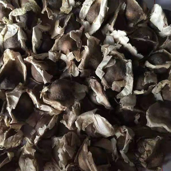 moringa oleifera seeds 1kg