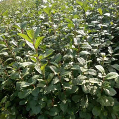 Alnus cremastogyne/Alder seeds 1kg