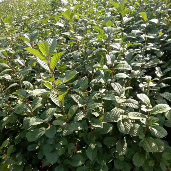 Alnus cremastogyne/Alder seeds 1kg