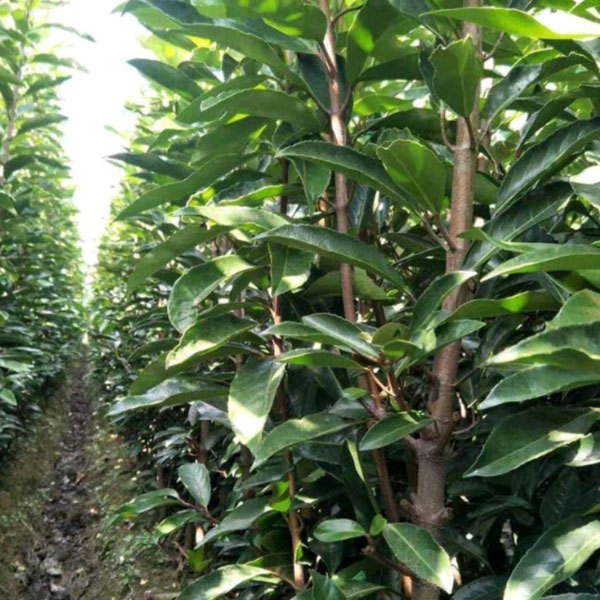 Viburnum odoratissinum seeds/Viburnum awabuki seeds 1kg
