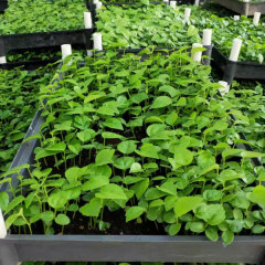 Fatsia japonica seeds 1kg