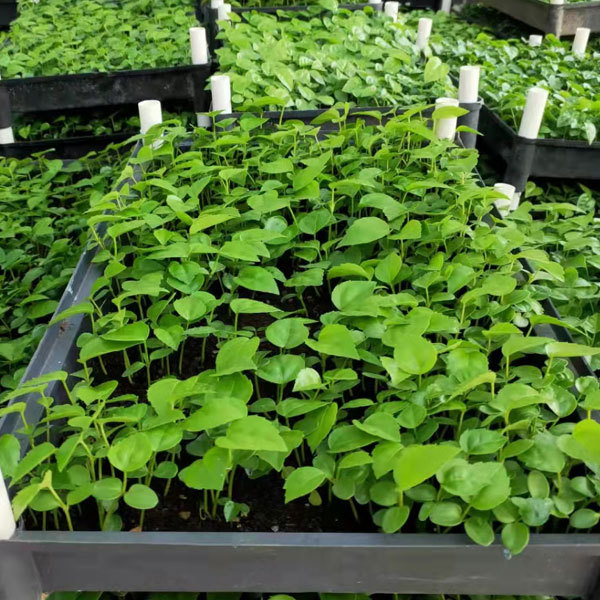 Fatsia japonica seeds 1kg