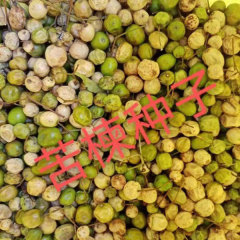 Melia azedarach/Chinaberry seeds 1kg