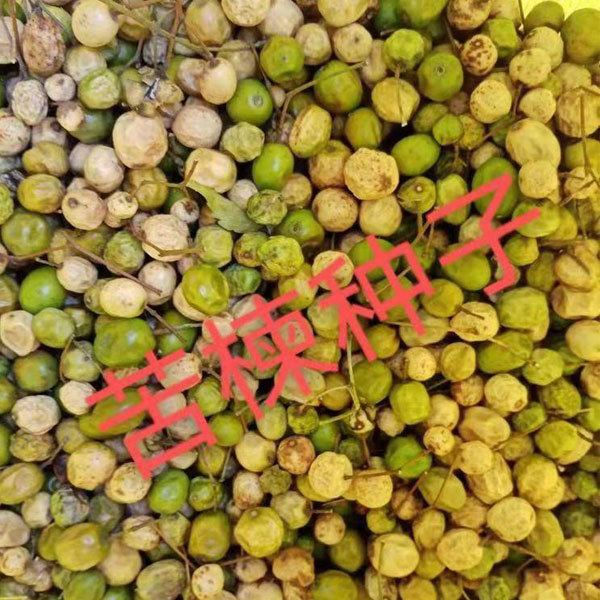 Melia azedarach/Chinaberry seeds 1kg