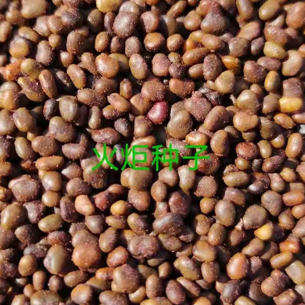 Rhus Typhina Nutt seeds 1kg