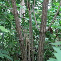 Elderberry/Sambucus williamsii seeds 1kg