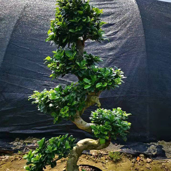 Ficus microcarpa/Pusillifolia seeds 1kg