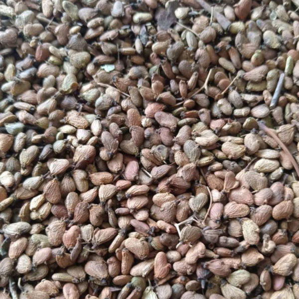 Cotinus coggygria seeds/ Cotinus coggygria Scop seeds 1kg