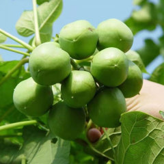 Jatropha curcas seeds 1kg