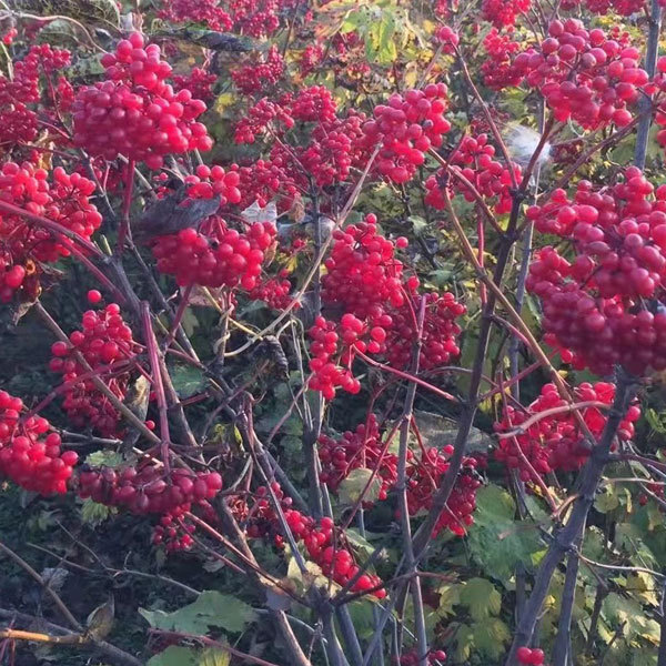 Viburnum opulus/Viburnum sargentii seeds 1kg