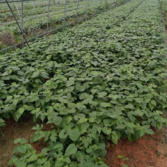 Broussonetia papyrifera/Paper mulberry seeds 1kg