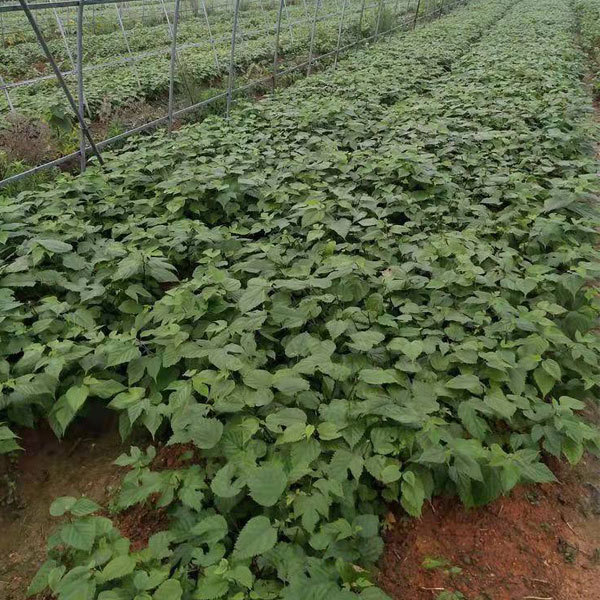 Broussonetia papyrifera/Paper mulberry seeds 1kg