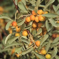 Elaeagnus angustifolia seeds 1kg