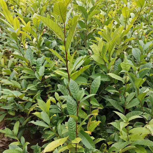 Castanopsis sclerophylla seeds 1kg