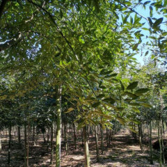 Ormosia hosiei/Red bean tree seeds 1kg