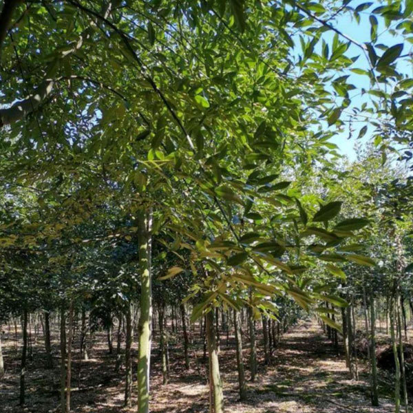 Ormosia hosiei/Red bean tree seeds 1kg