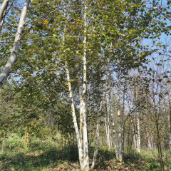 White Birch/Betula platyphylla seeds 1kg