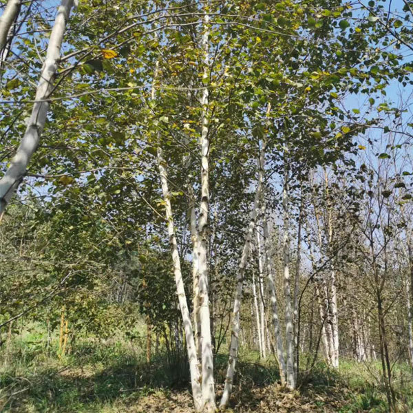 White Birch/Betula platyphylla seeds 1kg