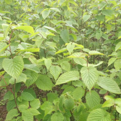 Chinese dove tree/Davidia involucrata Baill seeds 1kg