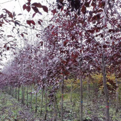 Padus virginiana seeds 1kg