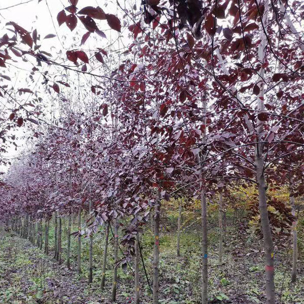 Padus virginiana seeds 1kg