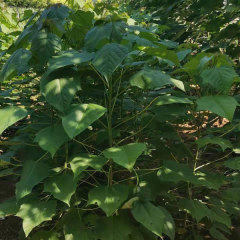Catalpa bungei seeds 1kg